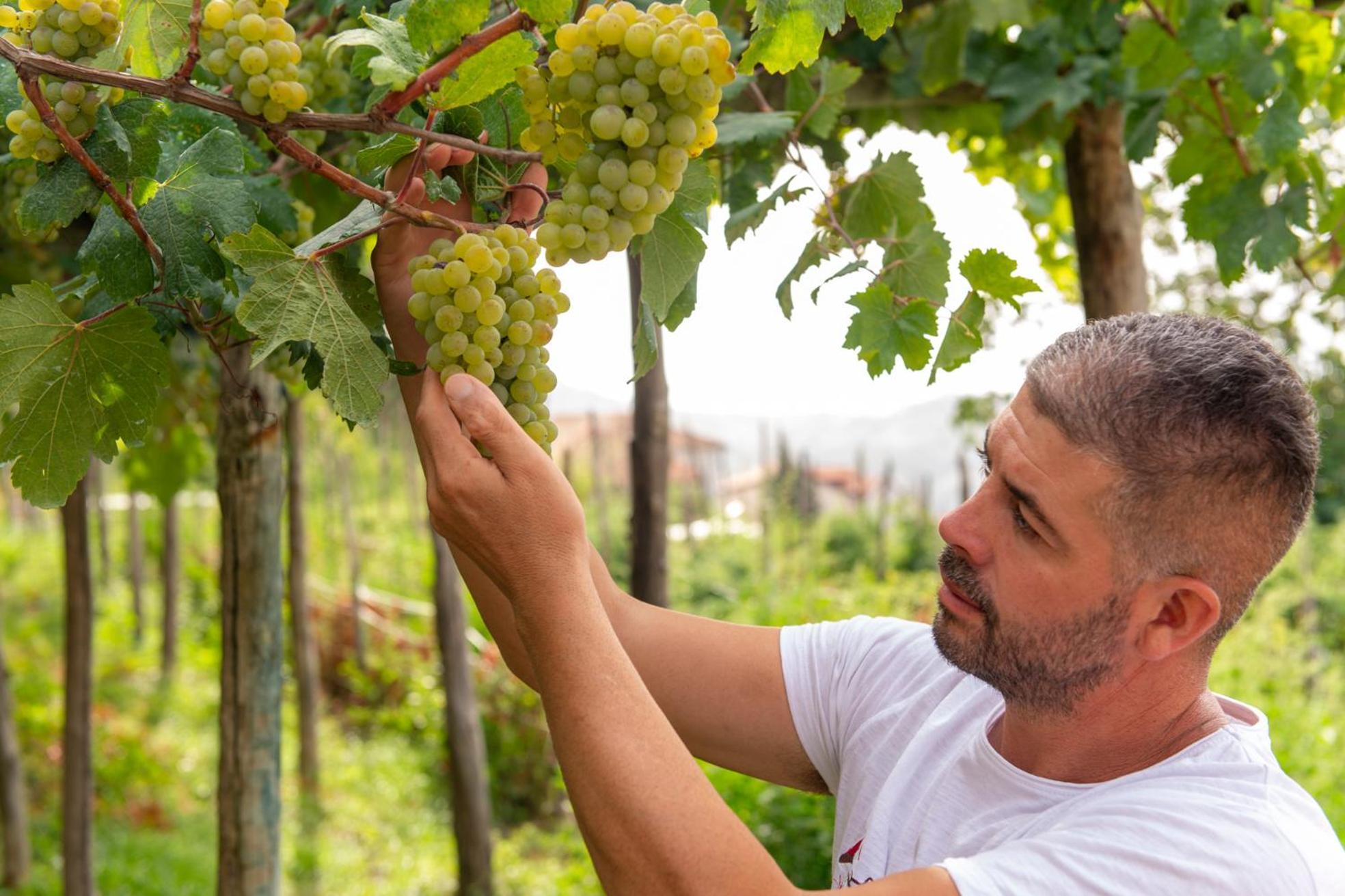 לינה וארוחת בוקר אג'רולה Il Vigneto Di Nonno Pietro מראה חיצוני תמונה