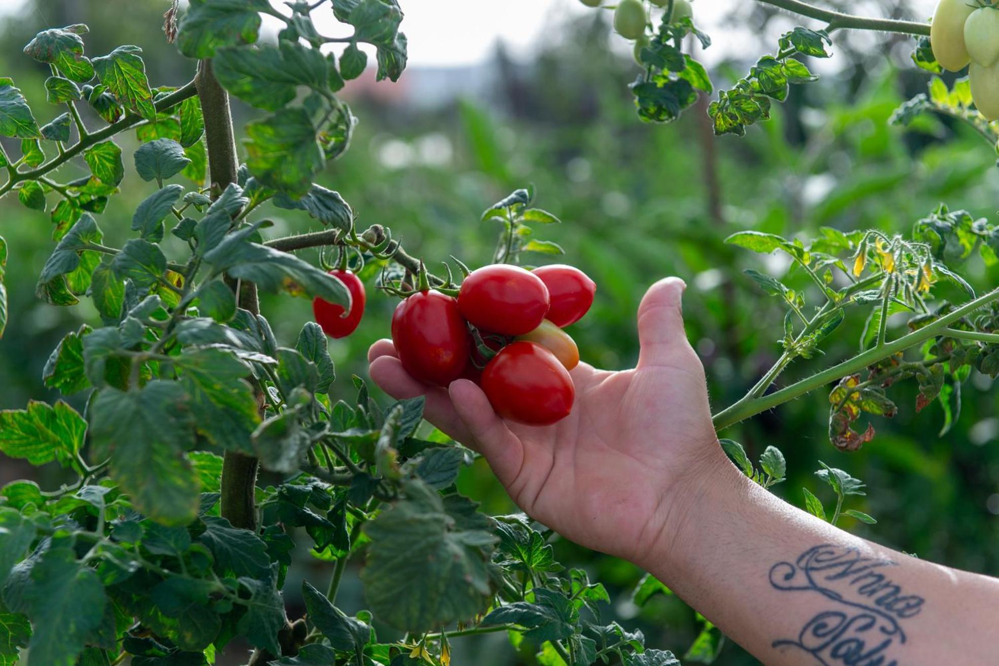 לינה וארוחת בוקר אג'רולה Il Vigneto Di Nonno Pietro מראה חיצוני תמונה
