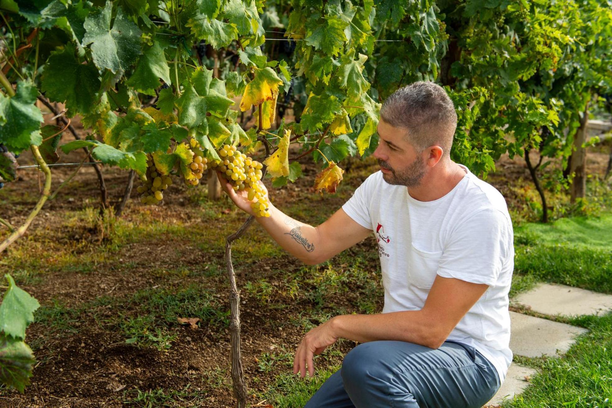 לינה וארוחת בוקר אג'רולה Il Vigneto Di Nonno Pietro מראה חיצוני תמונה