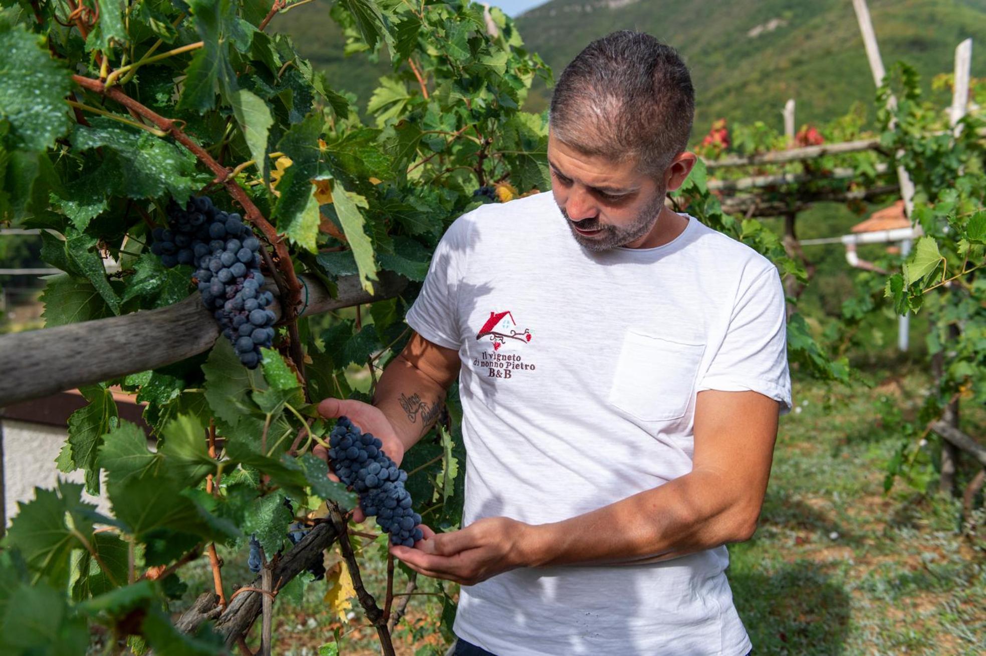 לינה וארוחת בוקר אג'רולה Il Vigneto Di Nonno Pietro מראה חיצוני תמונה